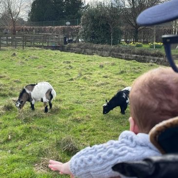 Introducing baby to goats