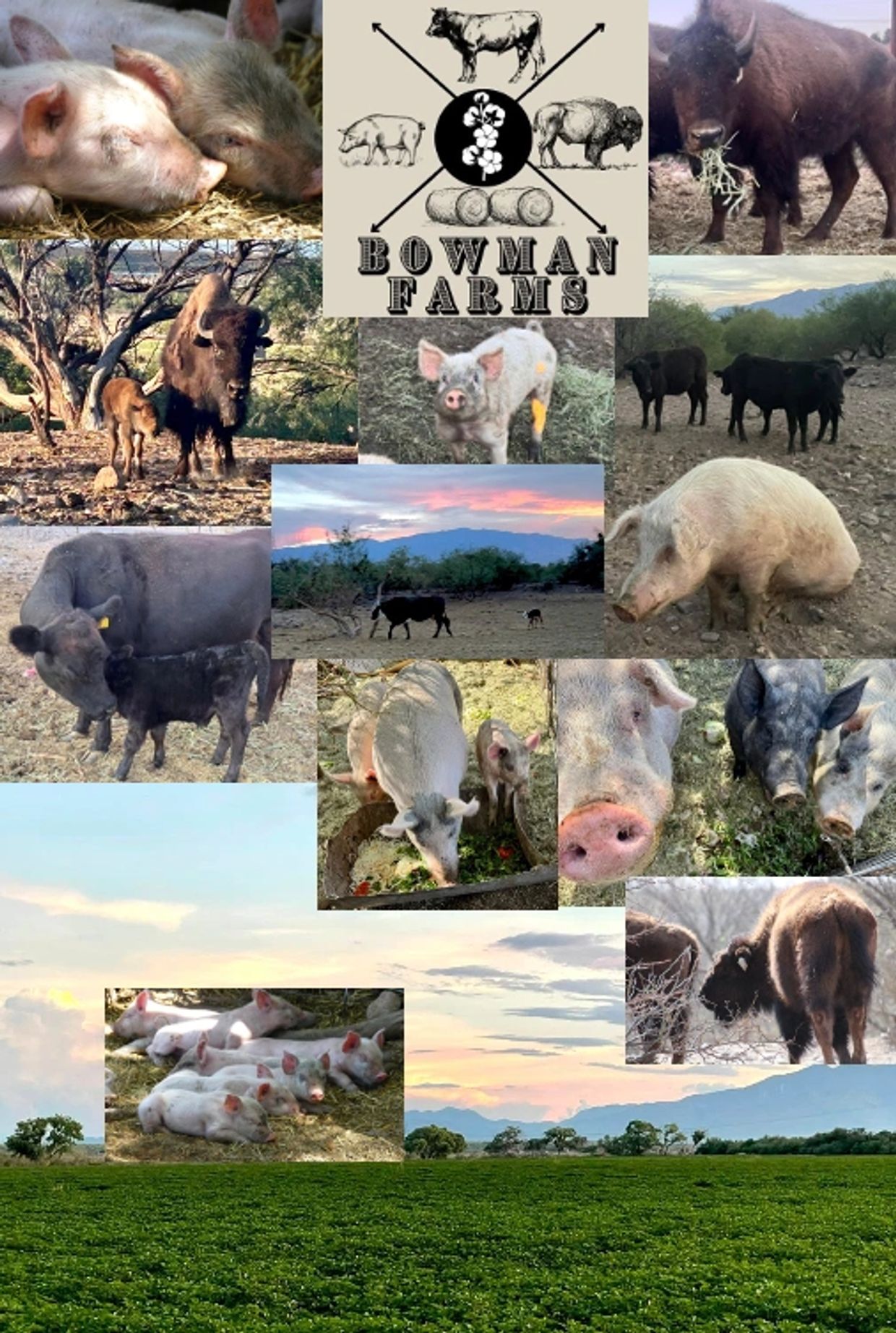 Collage of farm animals and scenery from Bowman Farms.