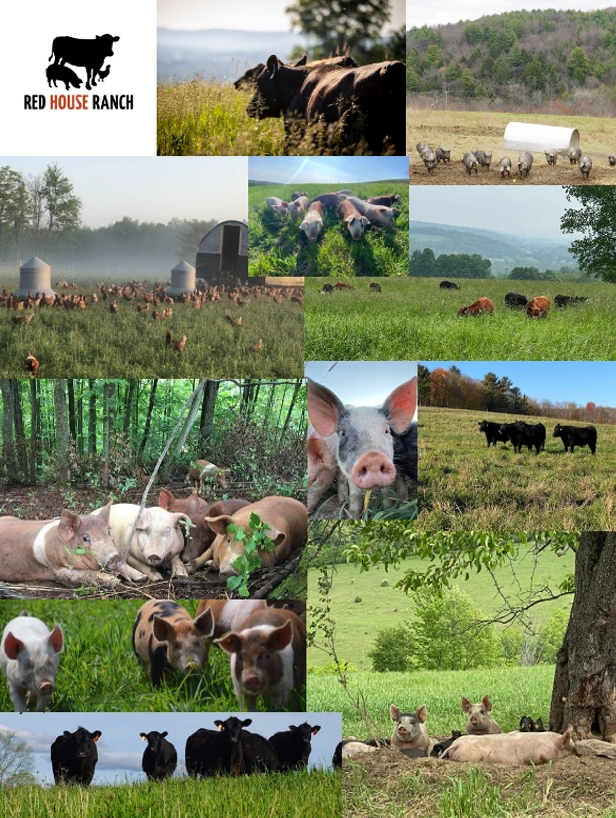 Collage of farm animals and landscapes at Red House Ranch.