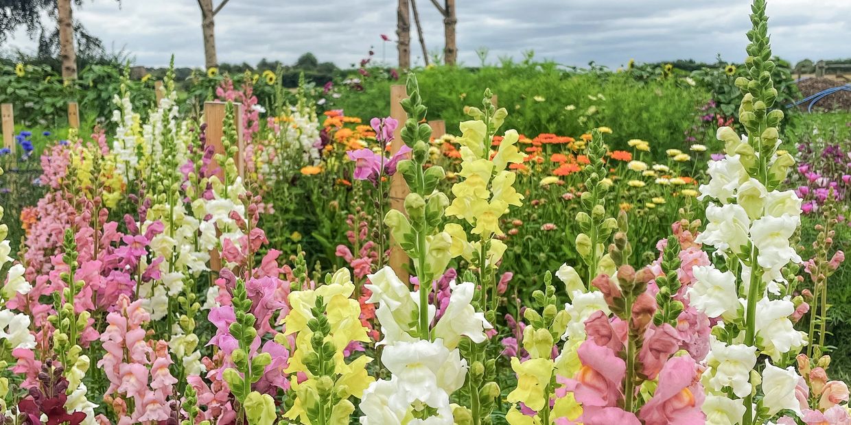 Field of flowers