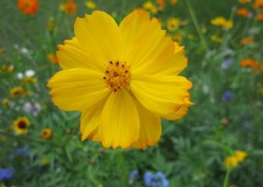 Wildflower grown in our backyard