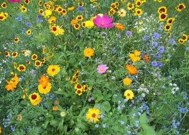Our backyard wildflower patch.