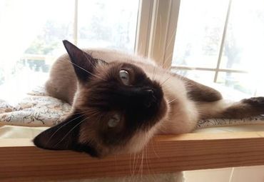 Winsome look from a sweet cat.