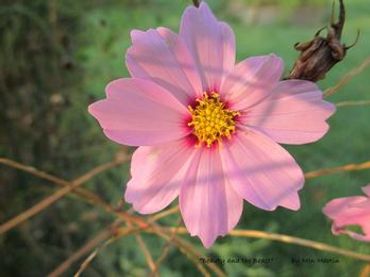 Wildflower grown in our backyard.