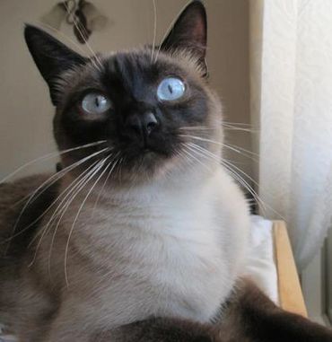 Sweet kitty