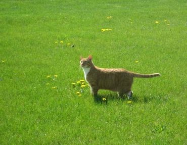 Farewell, Tigger.
