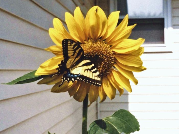 Sunflower the size of a Dinner plate.