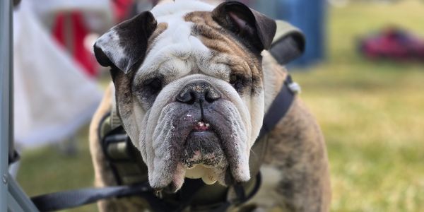 Our handsome English Bulldog Tater at a Ballgame for one of his boys.