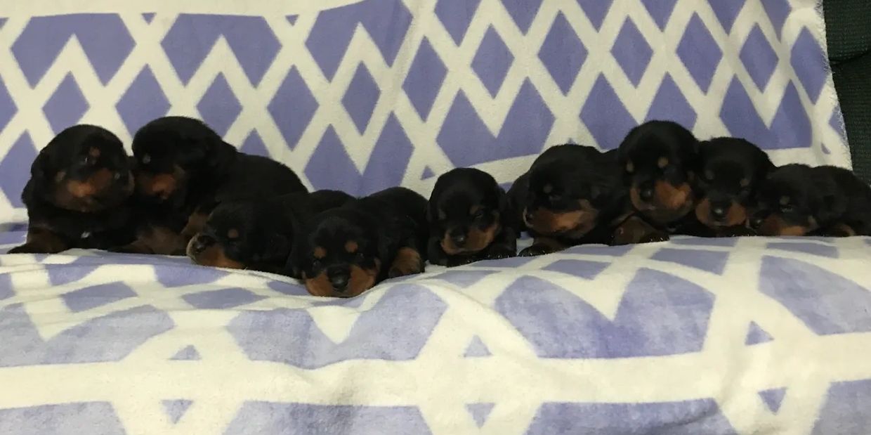 Illinois Rottweiler puppy breeder