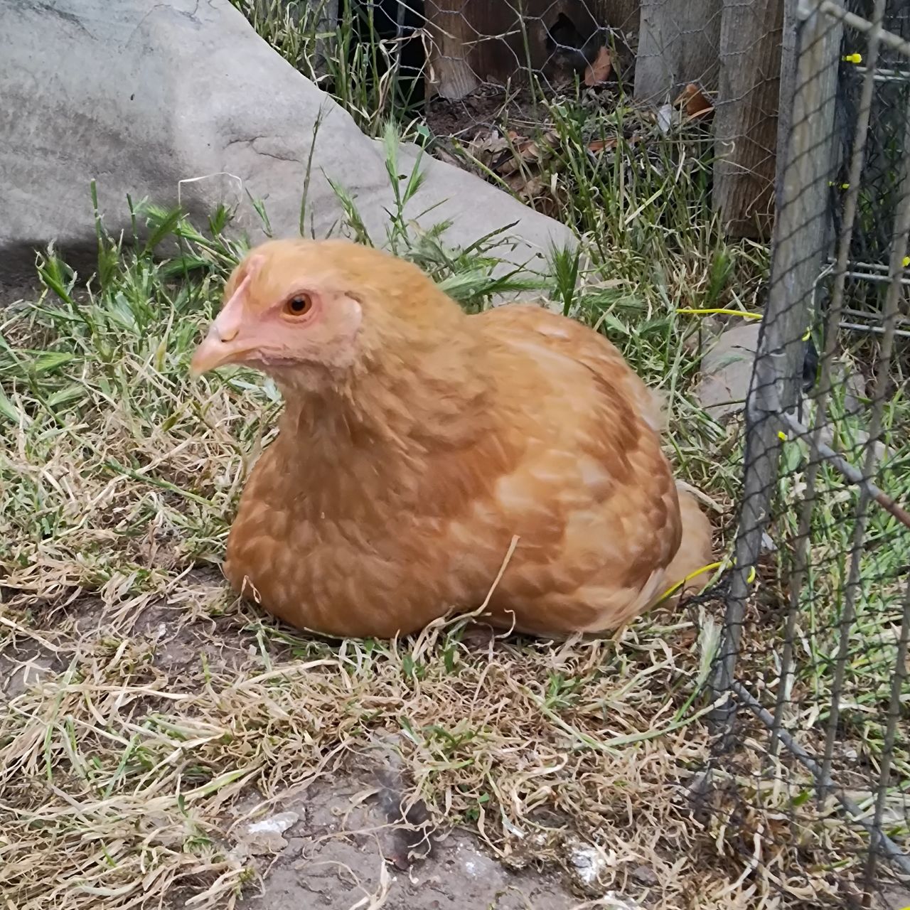 Buff Orpington pullet