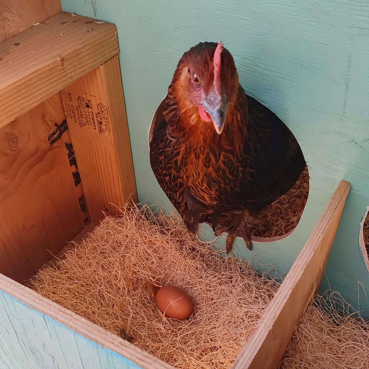 Black Sex Link Black Star Pullet