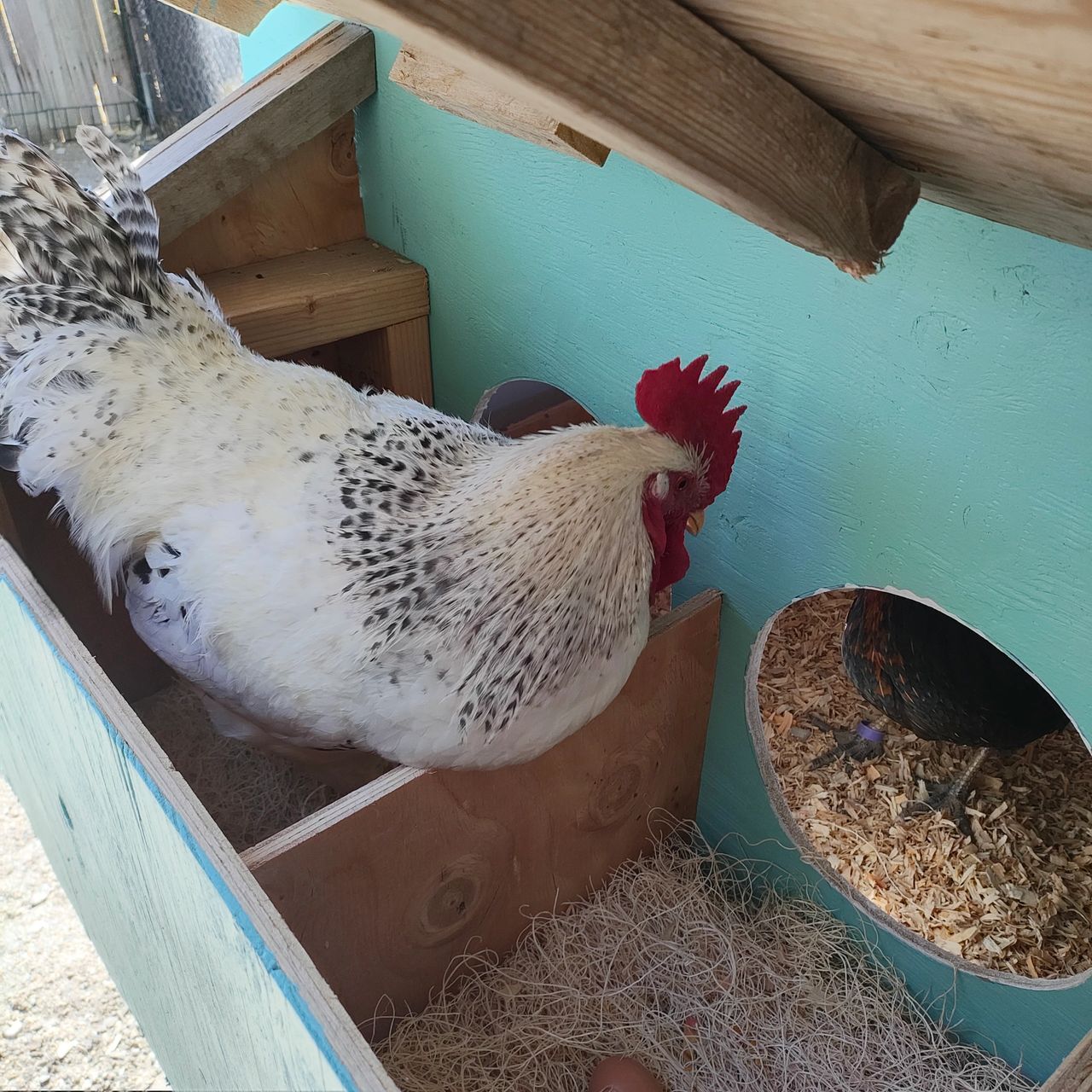 Indi, Delaware Cockerel