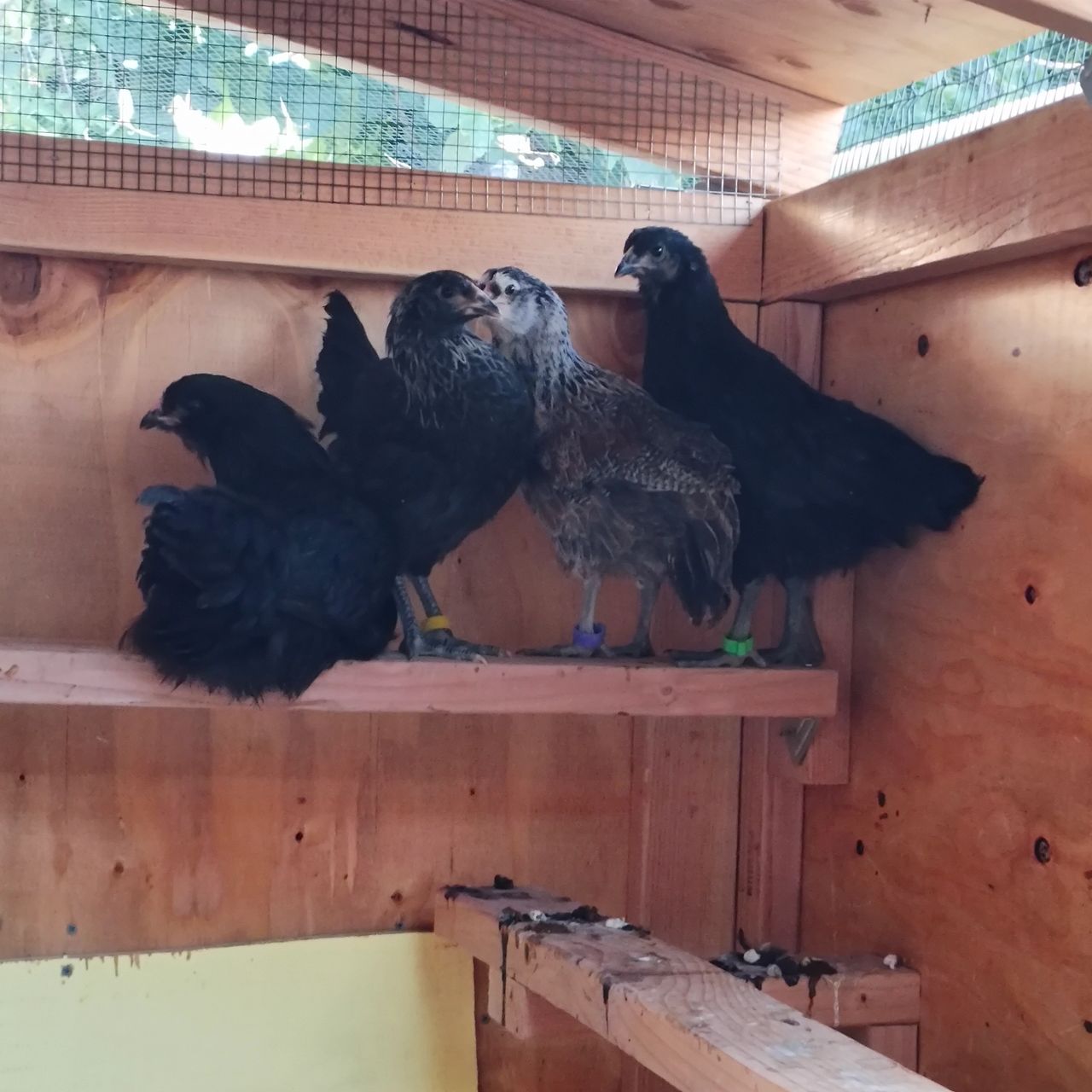 Ameracana pullets, black and Wheaton