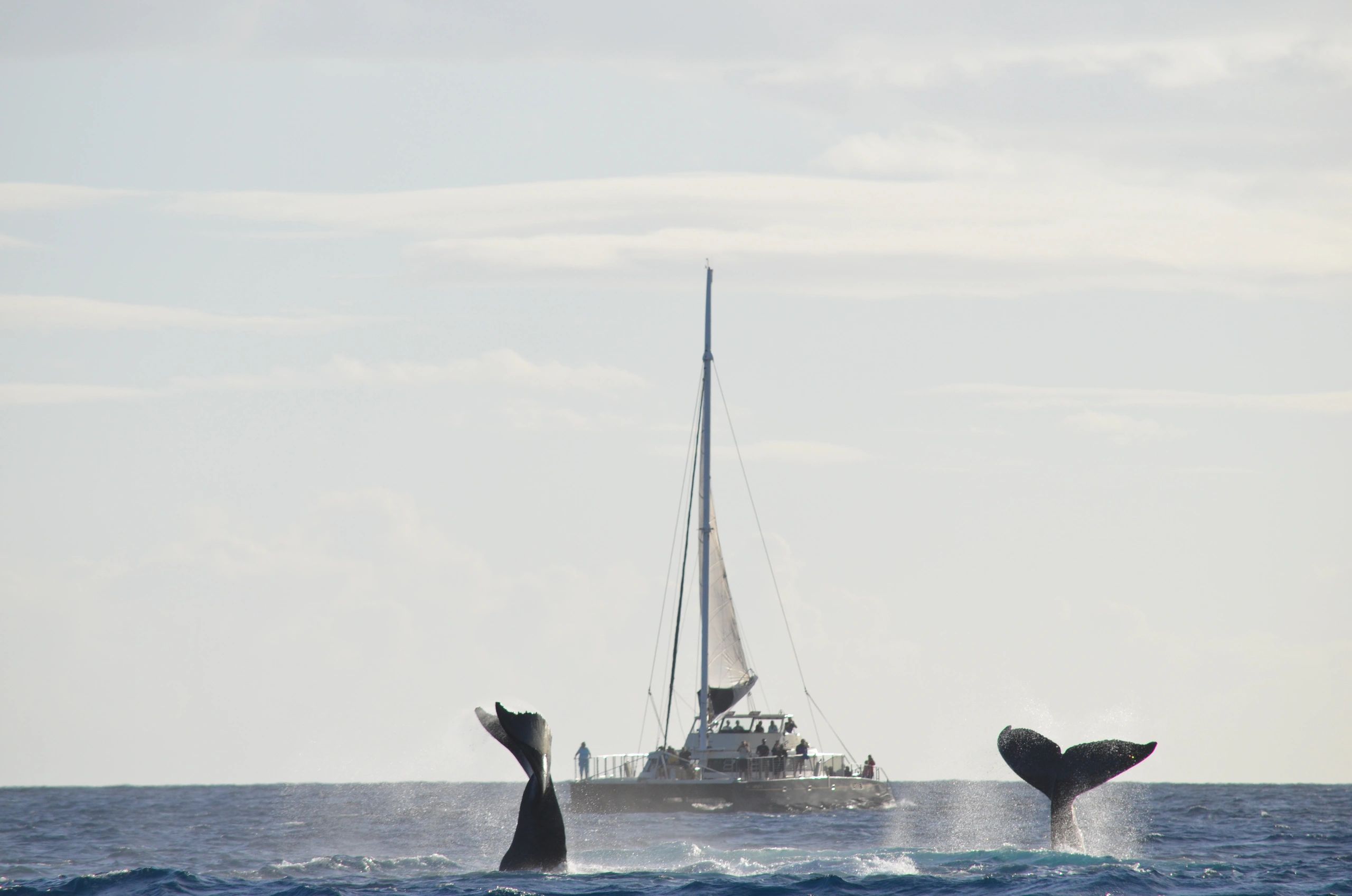 Two whale tails rise from the ocean near a sailboat with people on board.