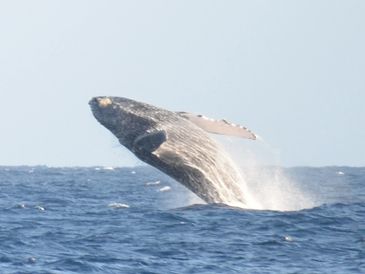 kauai catamaran whale watching