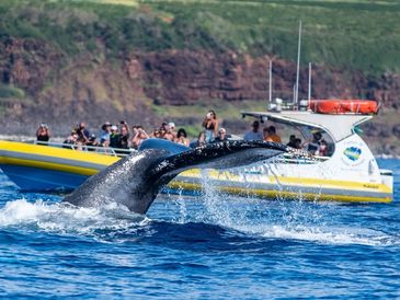 private whale watching tour kauai