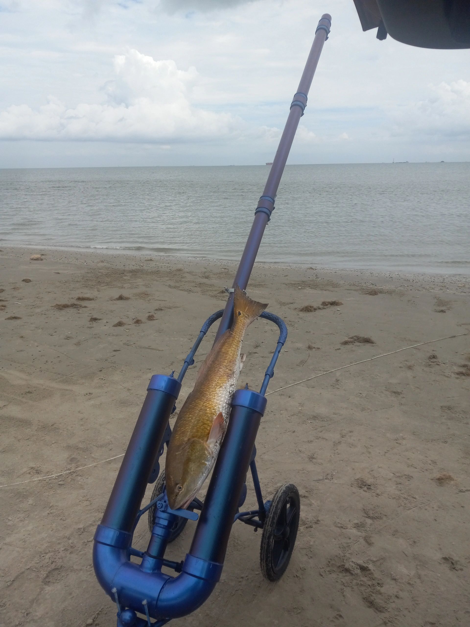 Buy JJSporting Multi Launcher, Bait Launcher, 68ci, Surf Fishing