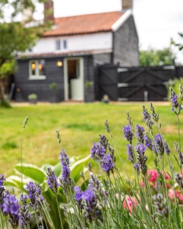Lavender flowers blooming in front of a rustic countryside house.