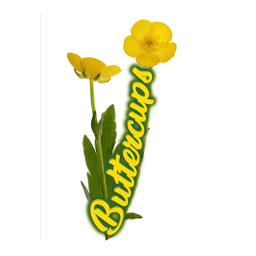 Yellow buttercup flowers with green leaves.