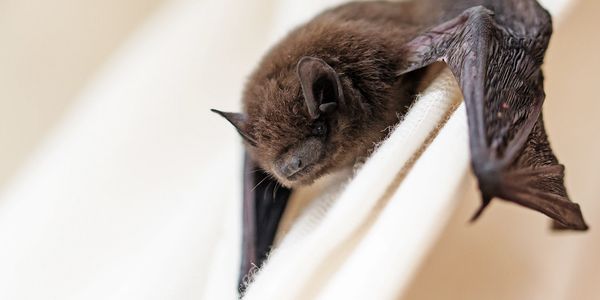 Close-up of a small brown bat resting on a white fabric.