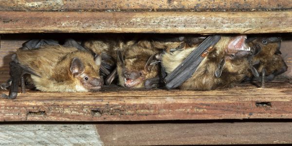 Group of brown bats resting in a wooden crevice.