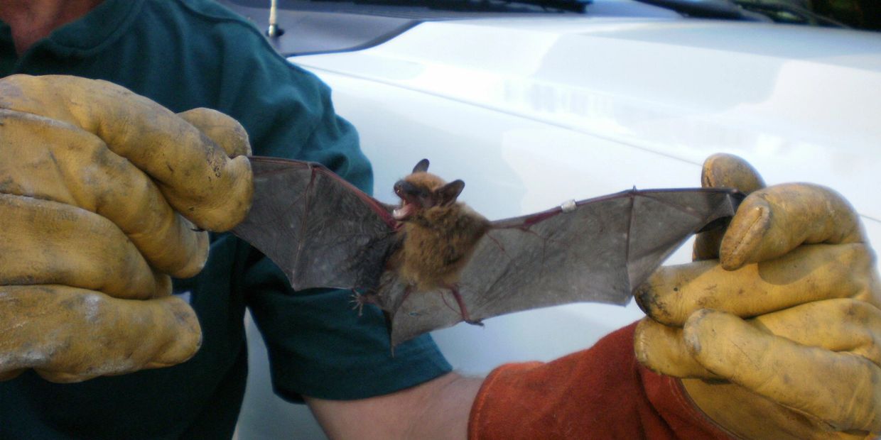 Person holding a bat with protective gloves outdoors.