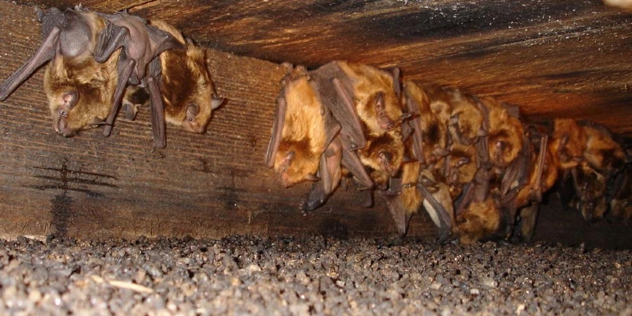 Bats roosting upside down on a wooden ceiling in a dark space.