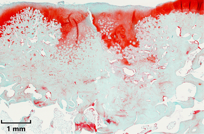 Regenerated cartilage in a rabbit model