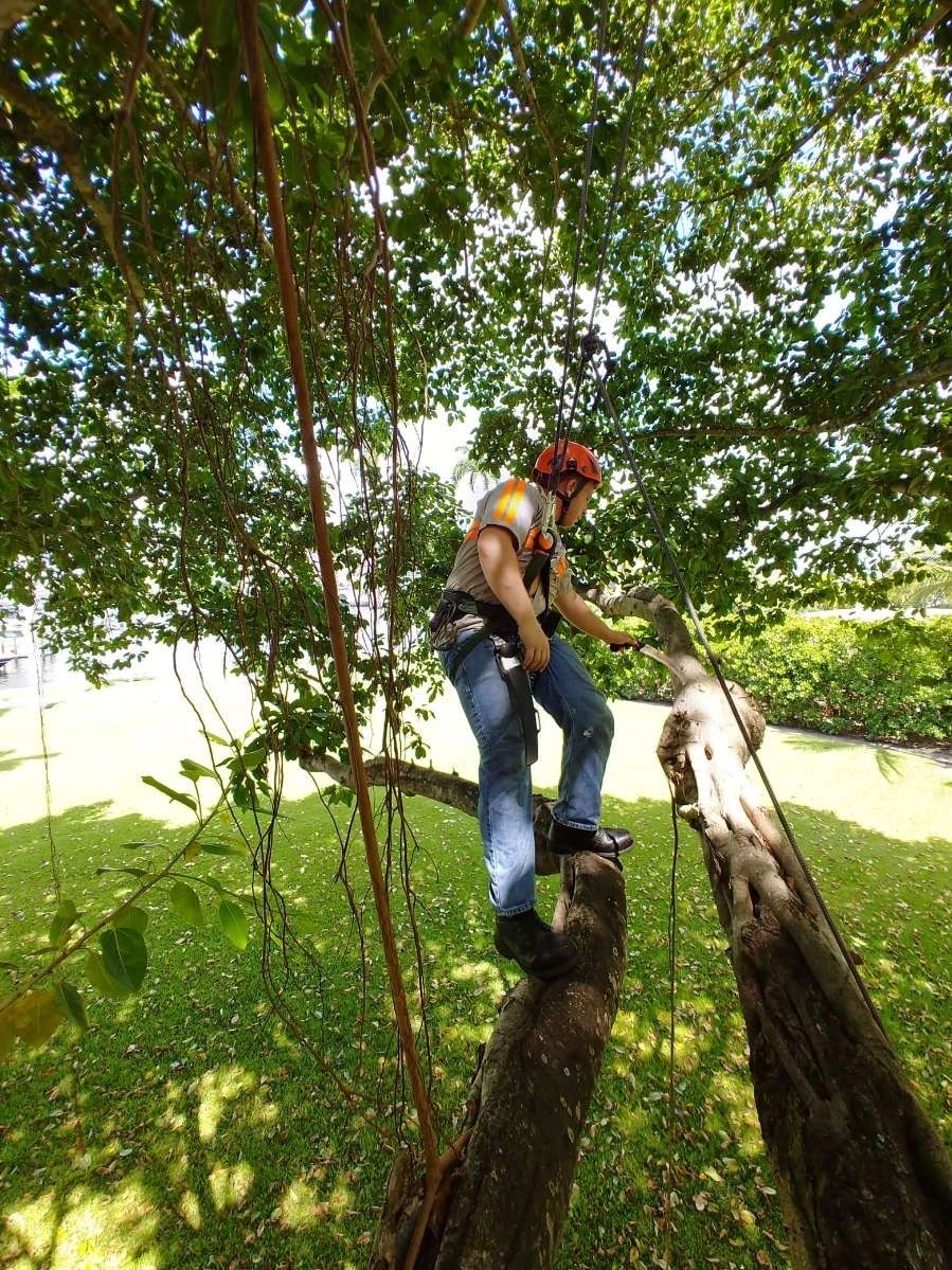 Expert Tree Service for Your Property Needs