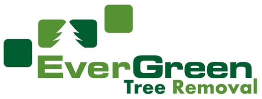 Evergreen Tree Removal