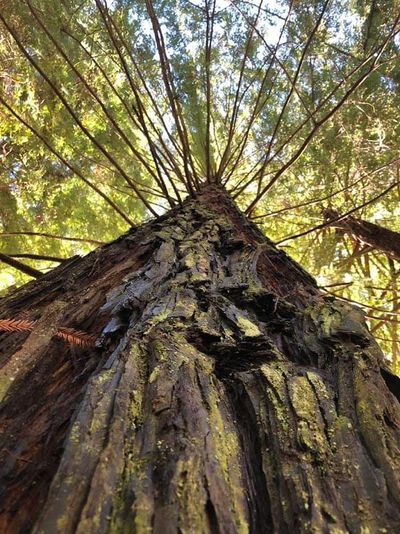 Tree Appraisal,  tree lawsuit, neighbor tree. Oyster Bay, Centre Island, Brookville, Mill Neck, 