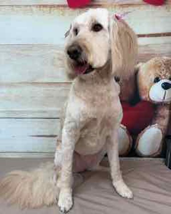 White golden doodle puppy