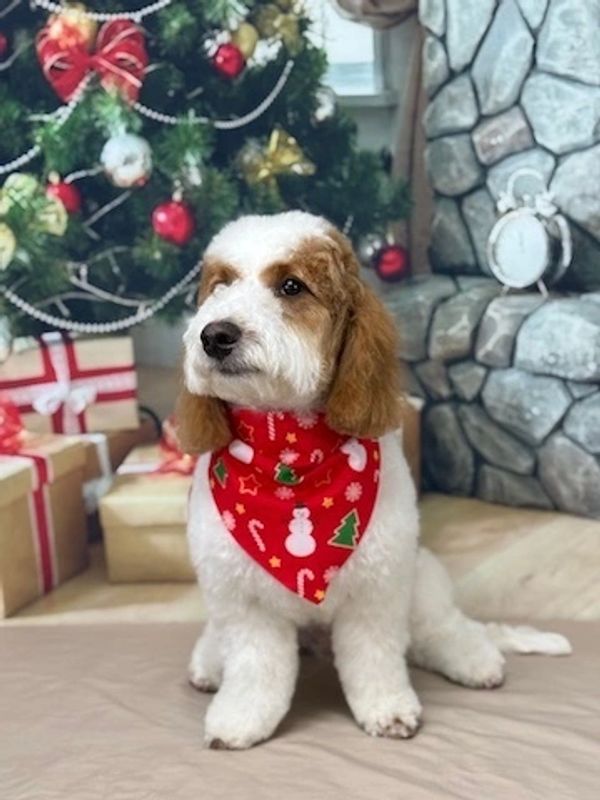 mini golden doodle mix at studio