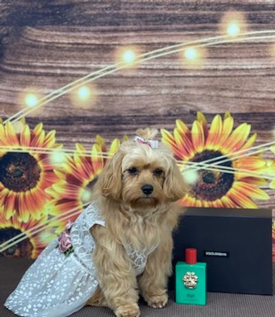Adaline Cavapoo Dolce & Gabbana Pet Grooming Package 