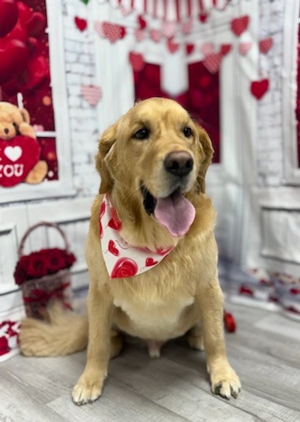 labrador retriever dog at studio after grooming