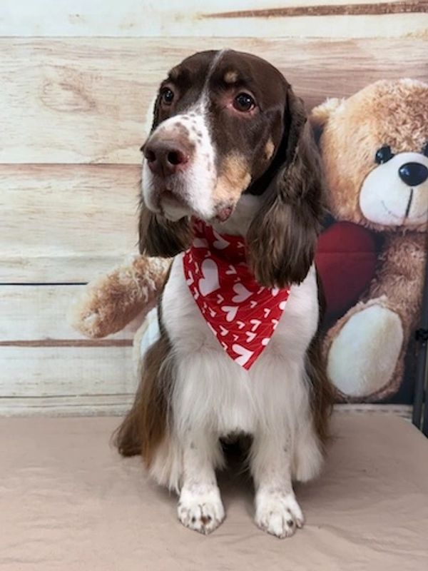 beautiful english springer spaniel dog at studio 2