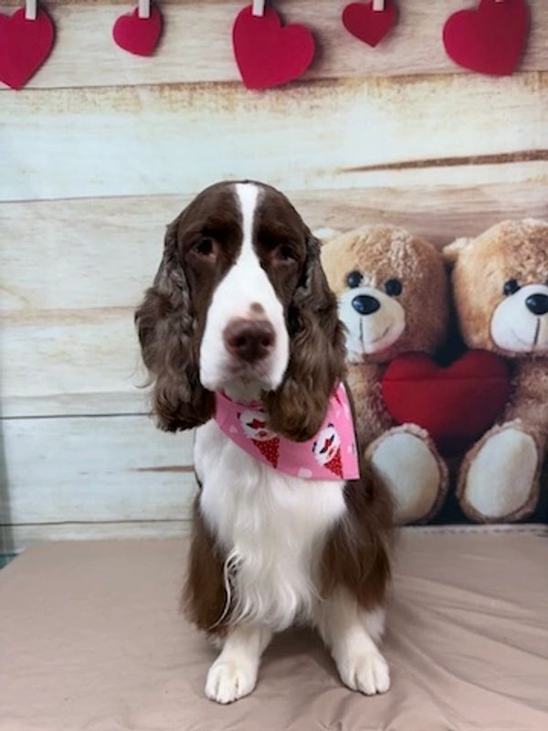 beautiful english springer spaniel dog at studio