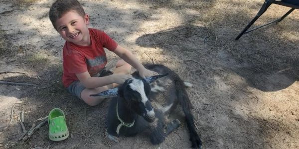 A smiling child pets a black and white goat lying on the ground.