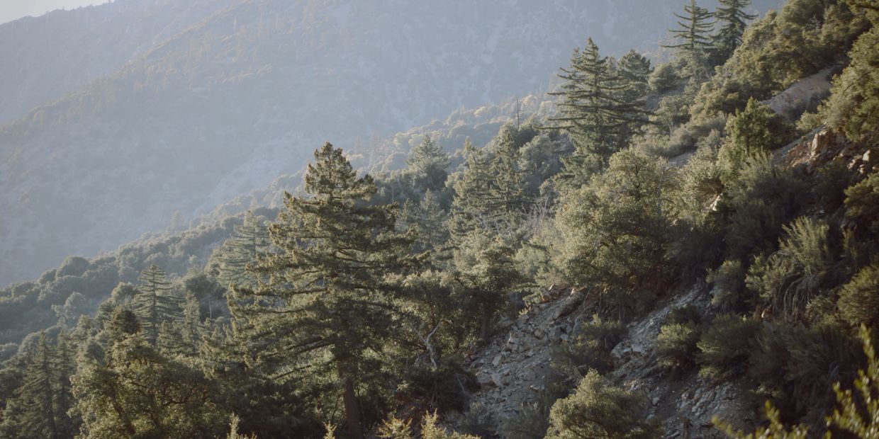 Sunlit pine trees on a rocky mountain slope.