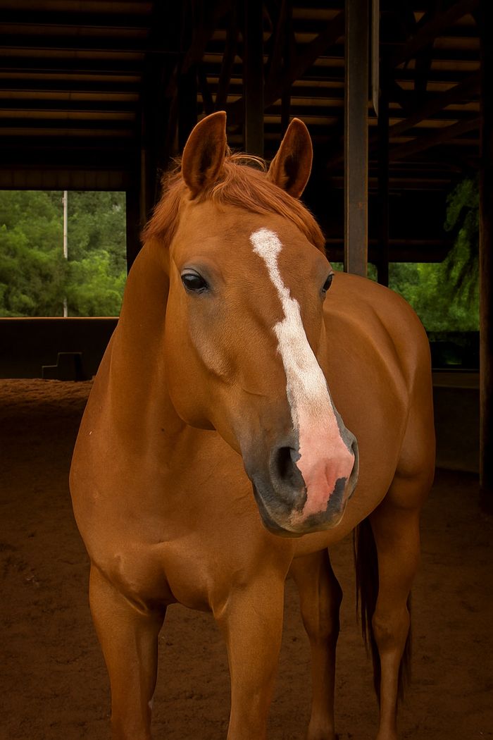 Louis KWPN gelding in cover arean at Folklore Farm Cleveland NC 