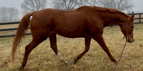 16.2  lesson horse  gelding