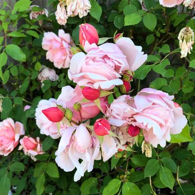 Never stop smelling the roses.