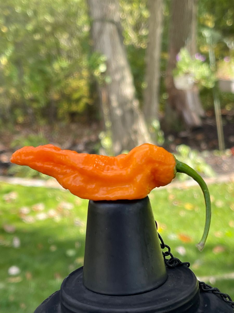 Bombay Morich Orange