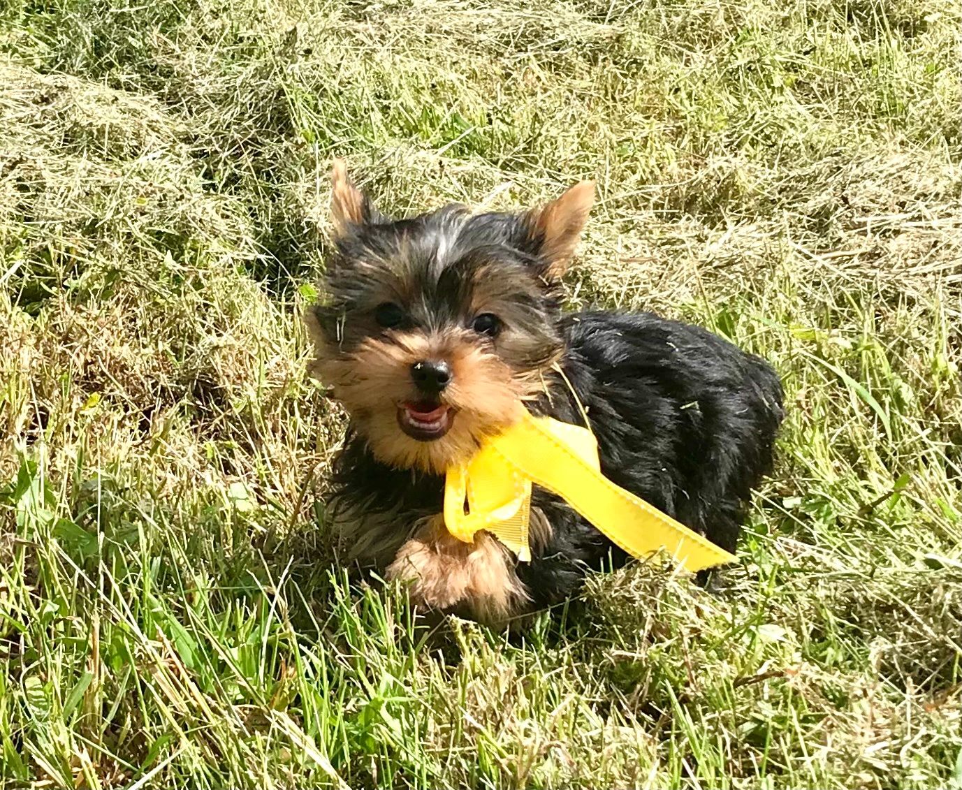 Bluff City Yorkies Top Yorkie Breeder