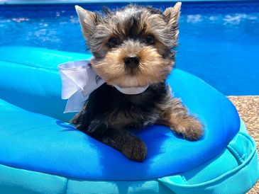 Yorkie by the pool
