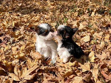 Parti yorkies in fall leaves