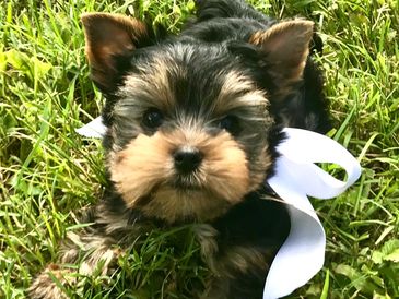 Yorkie outside in grass