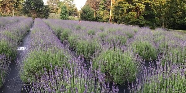English lavender field
