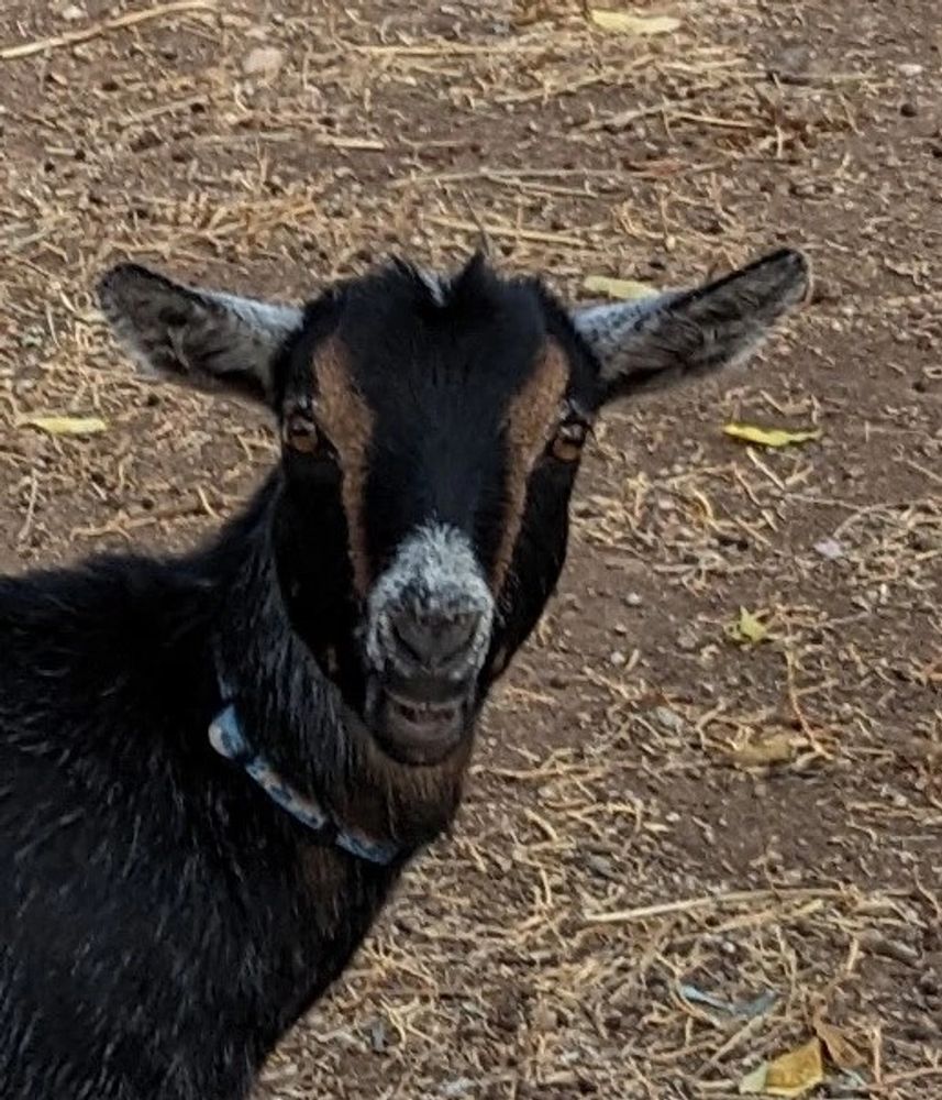 a humble goat