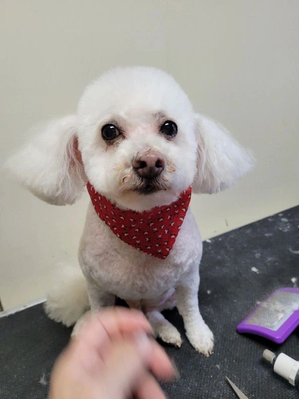 A small white dog with a red bandana sits calmly after grooming.